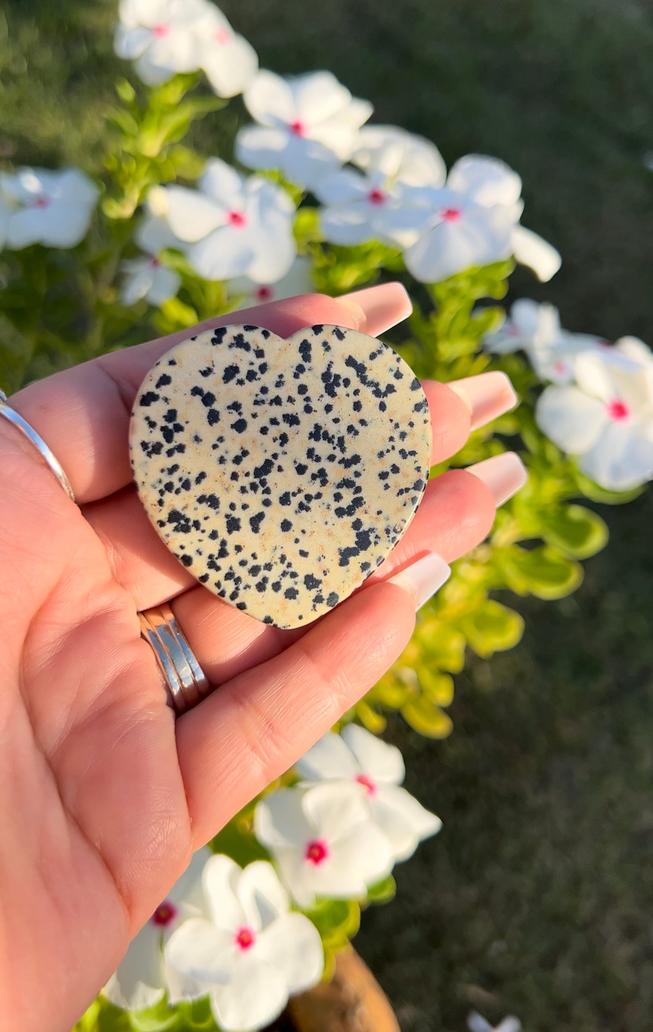 Pop socket Dalmatian Jasper